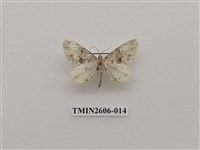 藏品(尺蛾122)的圖片